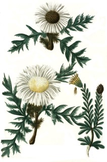 Carlina acaulis Eberwurz