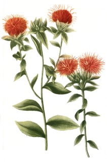 Carthamus sativus safflower