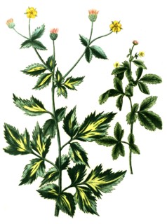 Caryophillata alpina