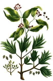 Caryophyllus regius girophle