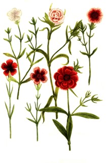 Caryophyllus