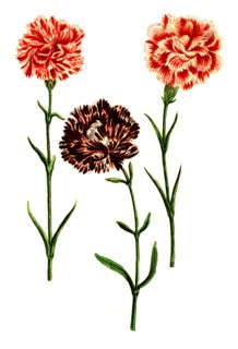 Caryopphyllus hortensis