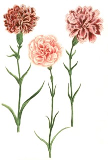 Caryophyllus hortensis