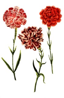 Caryophyllus hortensis