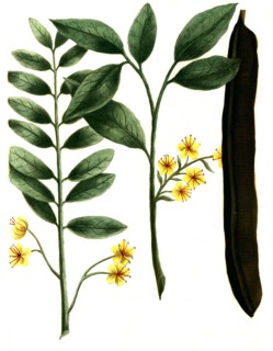 Cassia fistula