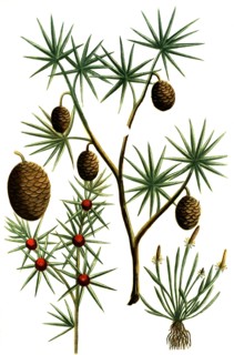 Cauda muris
