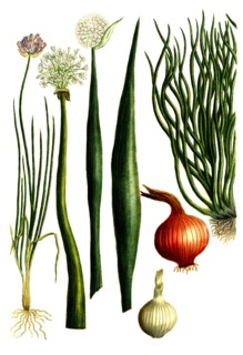Cepa alba