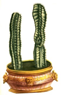 Cereus quadrangularis