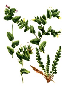 Cerinthe humilior