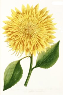 Chrysanthemum indicum