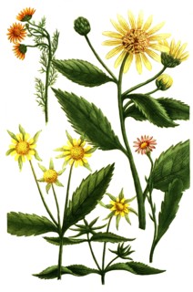 chrysanthemum