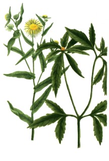 chrysanthemum