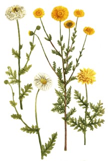 Chrysanthemum tanaceti