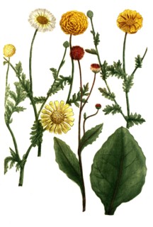 Chrysanthemum matricariae
