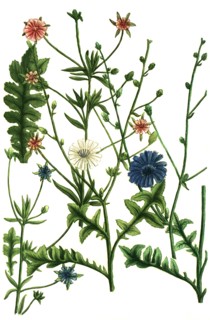 common chicory