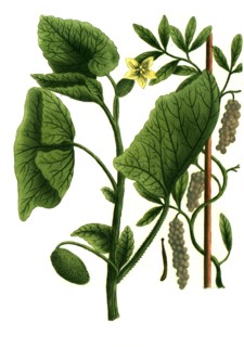 Cubeba