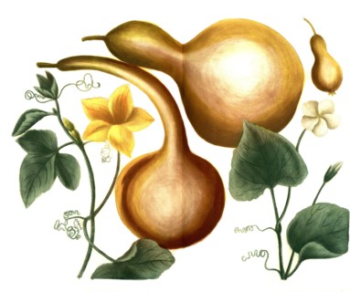 Gourds and bottle gourd