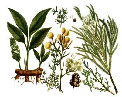 various plants of the cypress family