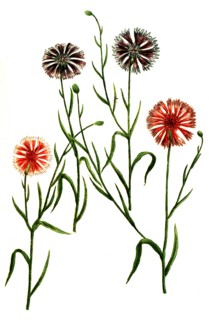 Cyanus hortensis