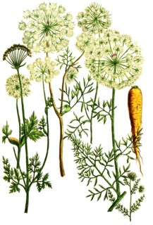 carrots
