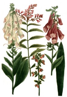 Digitalis rubra floribus