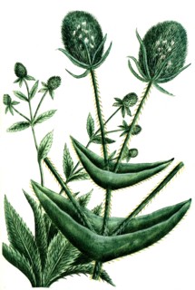 Dipsacus spinosus americanuns