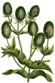 Dipsacus sativus flore rubro Weber teasel