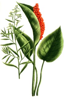 tarragon
