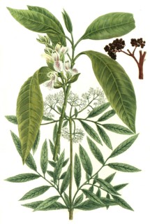 Ebulus sambucus humulis