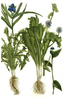 Endivia sativa