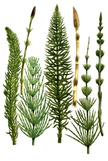 different horsetails