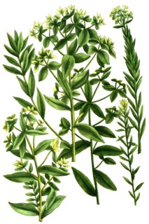 Almond Leaf Spurge or Almond Spurge