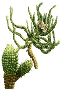 Euphorbium caule squamoso and Euphorbium ceri effige spinis validiorbus