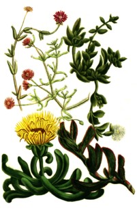 Ficoides africana procumbens