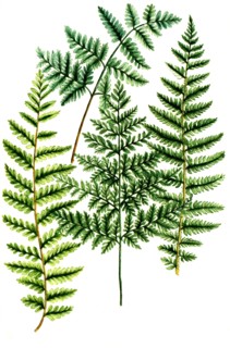 True Male Fern