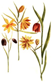 Fritillaria serotina
