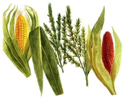 Frumentum indicum