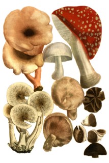 Mushrooms