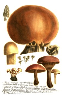 Mushrooms