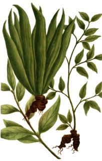 Real galangal