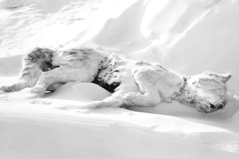 North Pole. Sledge Dog Died. About 1950