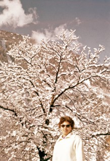 Under The Tree Covered With Snow.