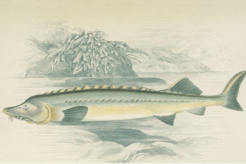 Sturgeon  Illustration