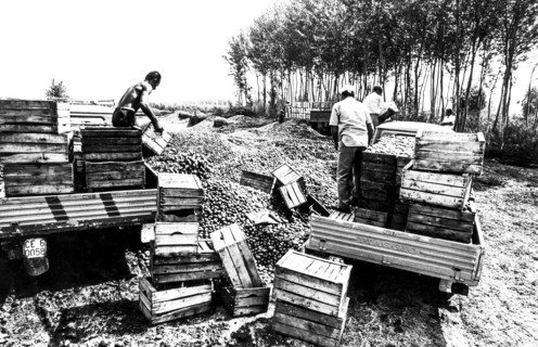 Maceration of tomatoes, calabria, italy