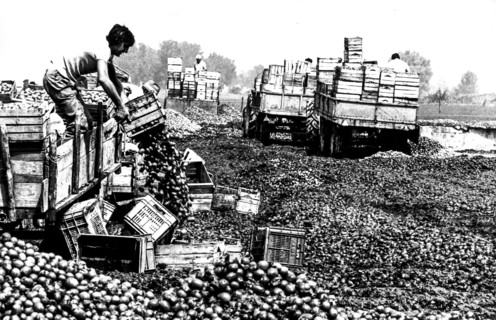 Maceration of tomatoes, calabria, italy