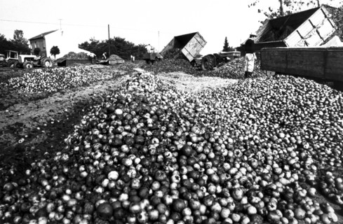 Tomatoes maceration, 70's