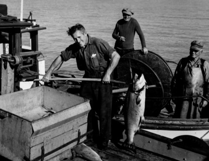 Fishermen of the british columbia weigh a salmon, 1969