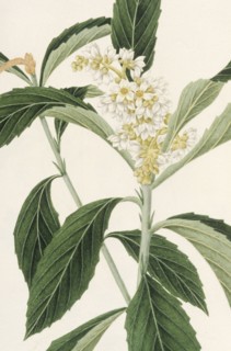 Botany table, botanical garden of padova