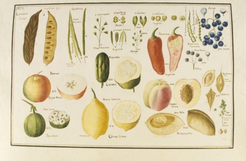 Botany table, botanical garden of padova