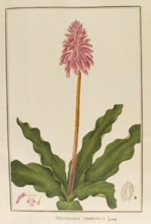 Veltheinia viridifolia, botany table, botanical garden of padova